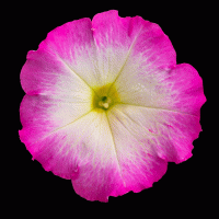   BOOM! HD Rose Morn - 10   NEW!!!