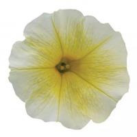   E3 Easy Wave Yellow - 5 