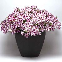 ������� ��������� ��� ���� �������� ���� - 5 ��