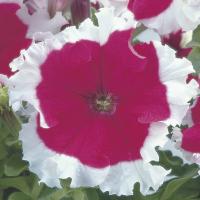   Frost Cherry - 10 