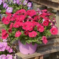   Hotunia Radiance Neon Rose - 5 
