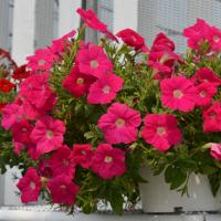   Hotunia Radiance Neon Rose - 5 