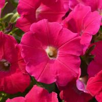   Hotunia Radiance Neon Rose - 5 