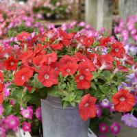  Hotunia Radiance Red - 5 