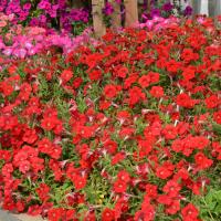   Hotunia Radiance Red - 5 