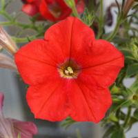  Hotunia Radiance Red - 5 