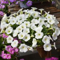   Hotunia Radiance White - 5 