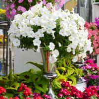   Hotunia Radiance White - 5 