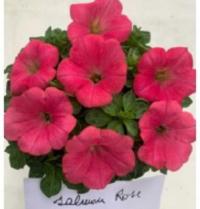   My Joy Salmon Rose - 5   NEW!!!