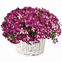   Mini Stellina Bicolor Purple - 5   NEW!!!