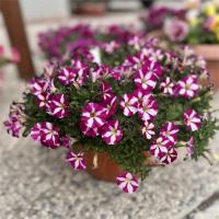   Mini Stellina Bicolor Purple - 5   NEW!!!