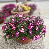   Mini Stellina Bicolor Purple - 5   NEW!!!