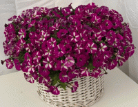   Mini Stellina Bicolor Purple - 5   NEW!!!