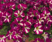   Mini Stellina Bicolor Purple - 5   NEW!!!