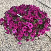   Mini Stellina Violet - 5   NEW!!!