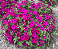   Mini Stellina Violet - 5   NEW!!!