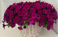   Mini Stellina Violet - 5   NEW!!!