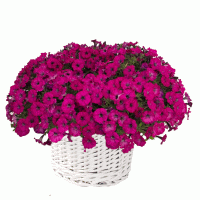   Mini Stellina Violet - 5   NEW!!!
