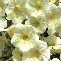   Pendolino Lime Cream - 5   NEW!!!
