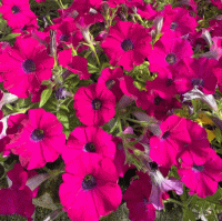   Pendolino Sensation Violet - 5   NEW!!!