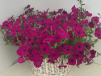   Pendolino Sensation Violet - 5   NEW!!!