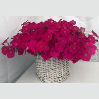   Pendolino Waxed Deep Rose - 5   NEW!!!