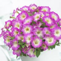   Picobella Rose Morn - 10 