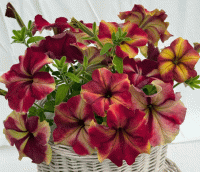   Romantica Burgundy Yellow Picotee - 5   NEW!!!
