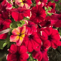  Romantica Burgundy Yellow Picotee - 5   NEW!!!