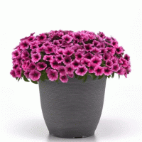   Shock Wave Rose Vein - 5   NEW!!!