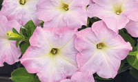   Success Light Pink Morn - 5   NEW!!!