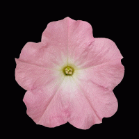   Success Light Pink Morn - 5   NEW!!!