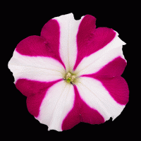  Success Magenta Star - 5   NEW!!!