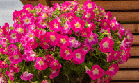   Success! Pink Morn - 5   NEW!!!