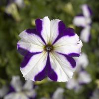   TriTunia Blue Star - 10 