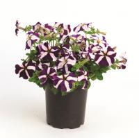   TriTunia Blue Star - 10 