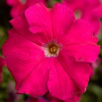   TriTunia Rose - 10 