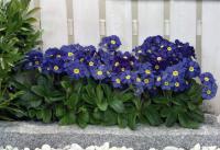  Crescendo Blue Shades - 5 