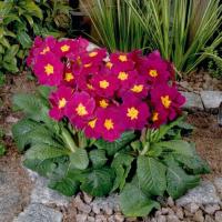 ������� �������� ���� - 5 ��