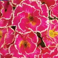  Sirococco Rose Potpourri - 5   NEW!!!