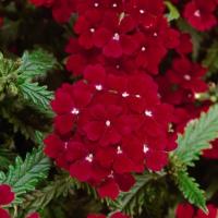  Obsession Red - 10 