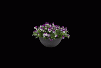   Highflyer Violet Face - 5   NEW!!!