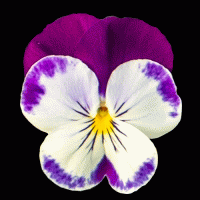   Highflyer Violet Face - 5   NEW!!!