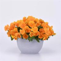   Top Wave Orange - 3   NEW!!!