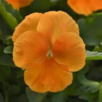   Top Wave Orange - 3   NEW!!!
