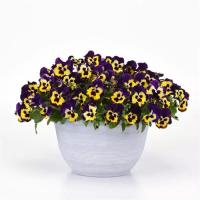   Top Wave Purple Sunburst - 3   NEW!!!