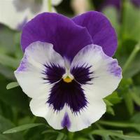   Top Wave Purple White - 3   NEW!!!
