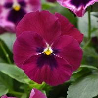   Top Wave Rose Blotch - 3   NEW!!!