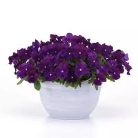   Top Wave Violet - 3   NEW!!!