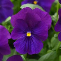   Top Wave Violet - 3   NEW!!!